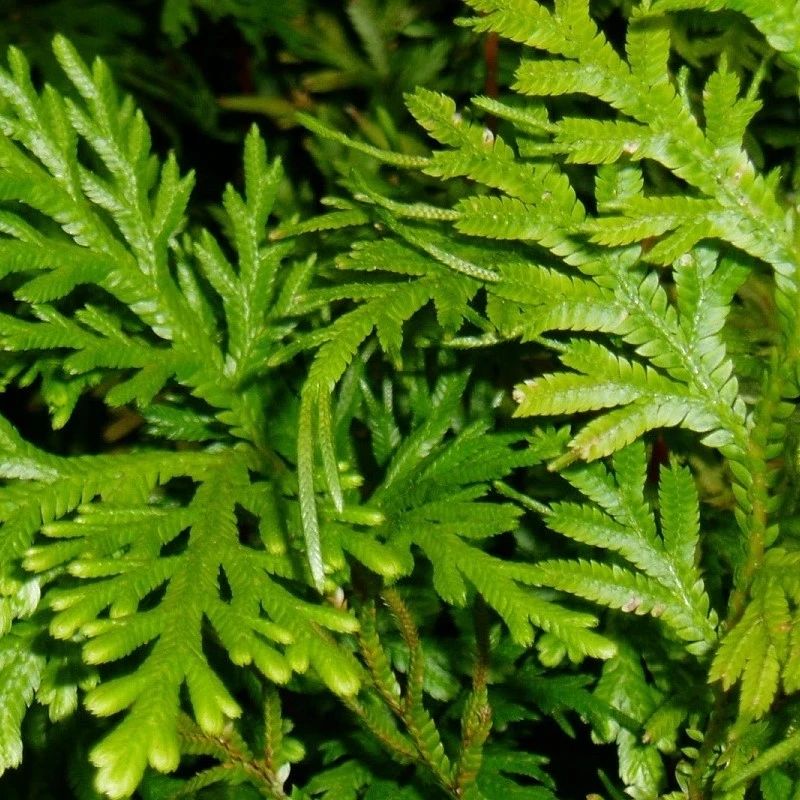 Amentoflavone Powder Plant Source Amentoflavone Powder Plant Source